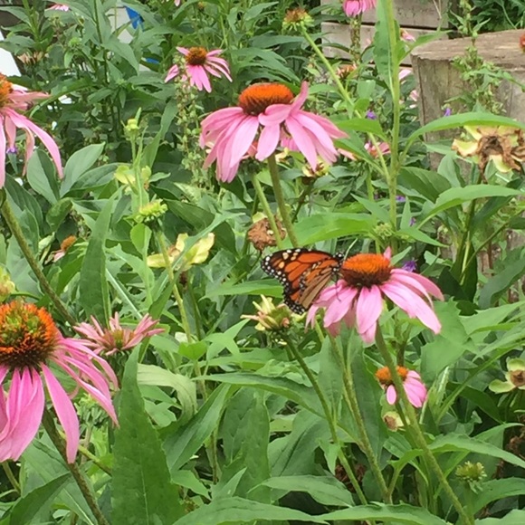 Meet your Posher, Natalie - Picture 1 of 1